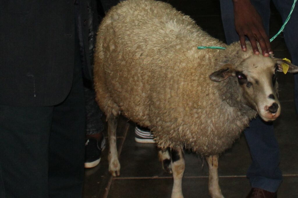 a sheep is depicted