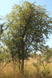 muchecheni tree