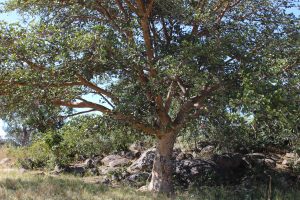 mukuyu tree