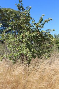 mutukutu tree