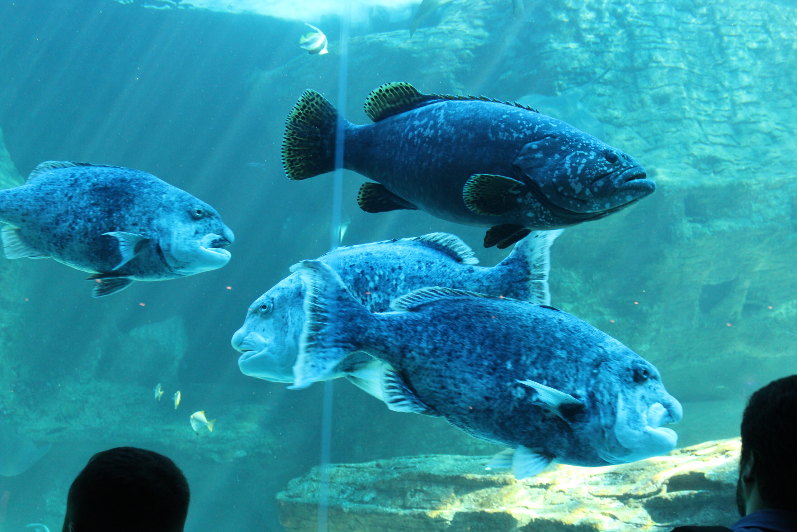 fish swimming in aquarium